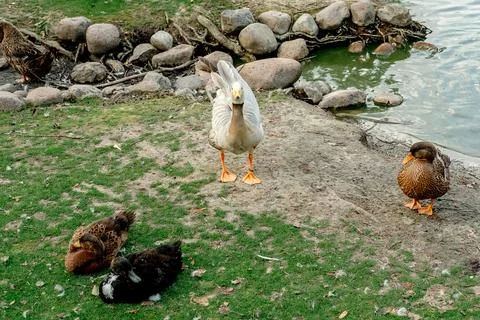 Ducks in the yard of a farm plot on green grass near the lake close-up Stock Photos