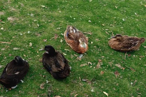Ducks in the yard of a farm plot on green grass near the lake close-up Stock Photos