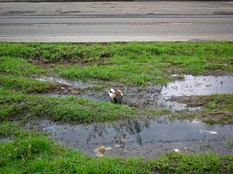 Ducks in the yard of a house in the spring Stock Photos