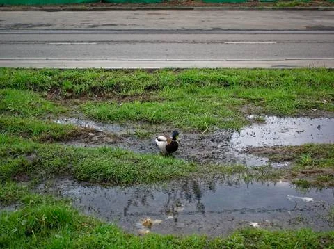 Ducks in the yard of a house in the spring Stock Photos