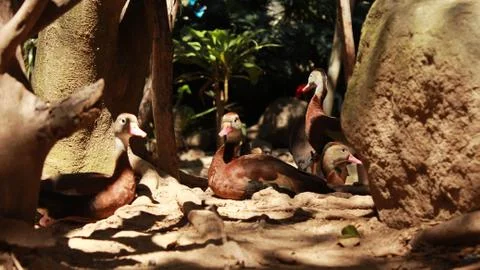 Ducks in zoo close up Stock Photos