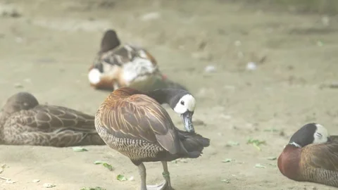 The Ducks in the zoo. 스톡 동영상 331302019