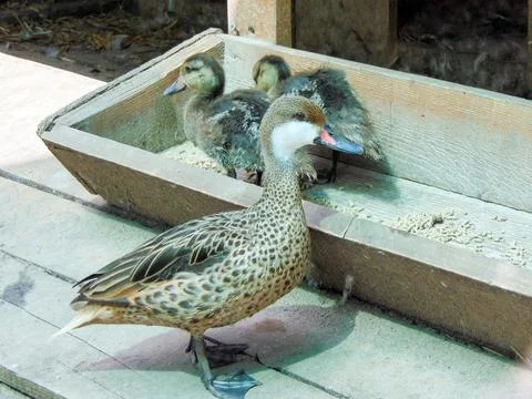 Ducks at zoo Oradea, Romania Photos