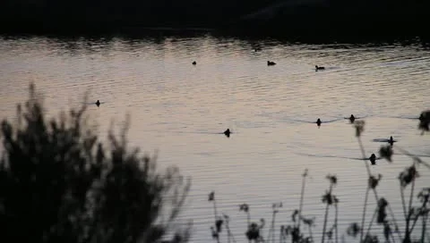 Ducks01 Stock Footage 10748070