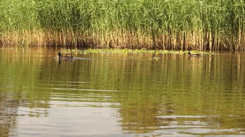 Ducks1 Stock Footage 134010690