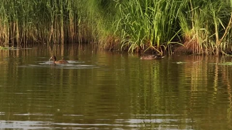 Ducks10 Stock Footage 134009429