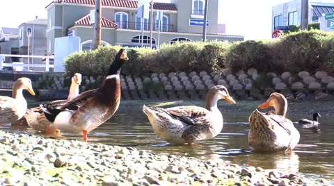 Ducks2 bad  Stock-Footage 1260564