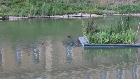 Ducks2 Stock-Footage 77036541