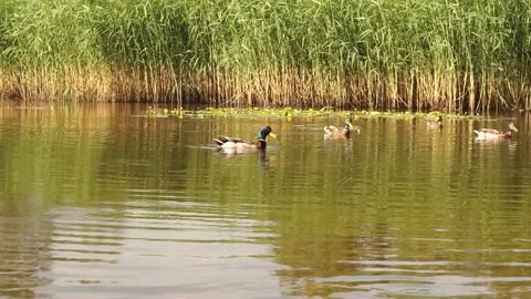 Ducks2 Stock Footage 134010658