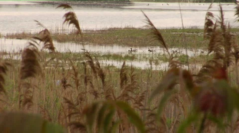 Ducks3 Stock Footage 175710