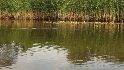 Ducks3 Stock Footage 134007959