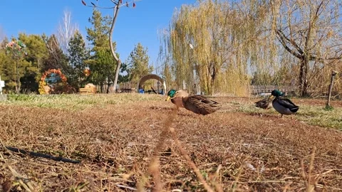 Ducks3 Stock Footage 321609147