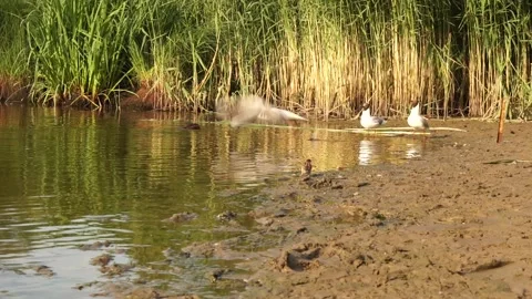 Ducks4 Stock Footage 134008066