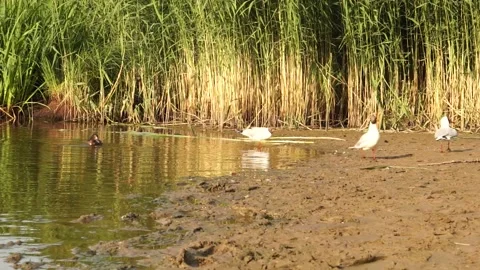 Ducks5 Stock Footage 134008846