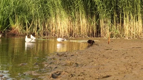 Ducks6 Stock Footage 134008958