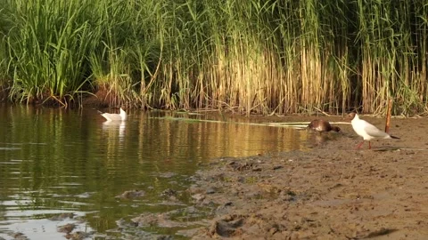 Ducks7 Stock Footage 134008559