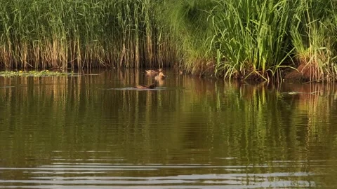 Ducks8 Stock Footage 134008844