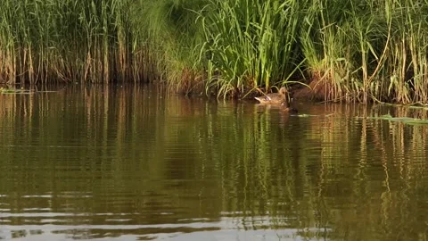 Ducks9 Stock Footage 134008850