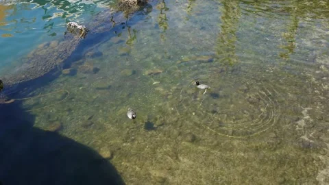 Ducks_swimming Stock Footage