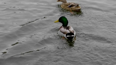 DucksCouple Stock Footage 98223571