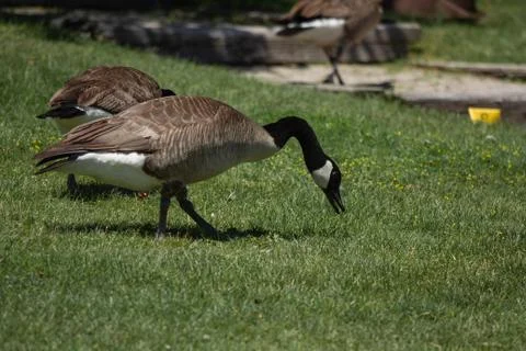 DucksFeeding Foto stock