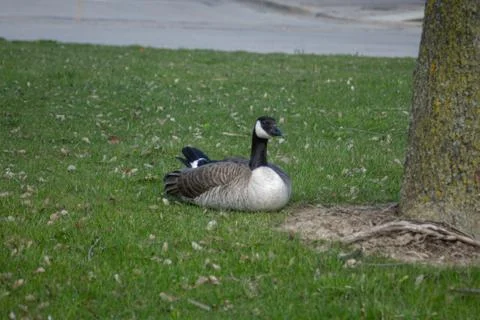 Ducksittingongrass Foto stock