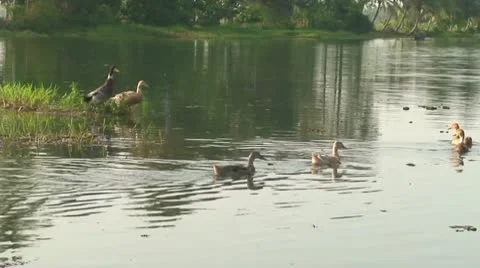 Ducks.m2ts 库存影片 10592232