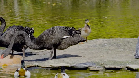 Duck&amp;Swans Stock Footage 55341486