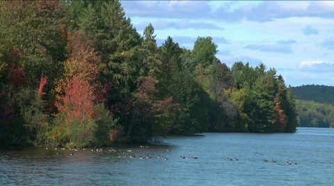 DucksWater11 Stock Footage 528336