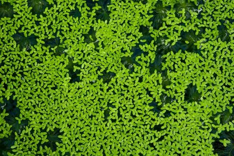 Duckweed and Algae On the water surface. Stock-Fotos