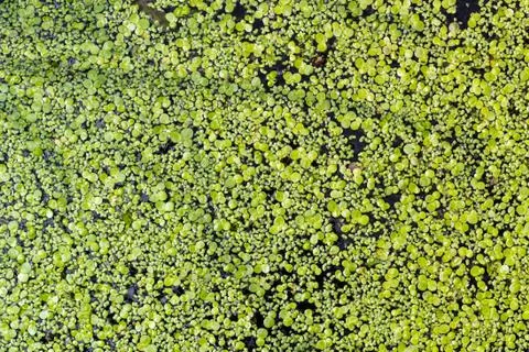 Duckweed background Foto stock