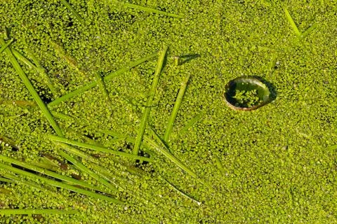 Duckweed background Stock Photos