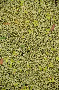 Duckweed background Stock Photos