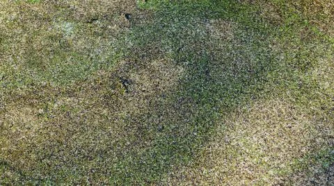 Duckweed Background Stock Photos