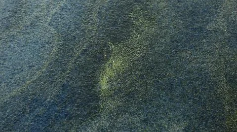 Duckweed Covered with Ice Stock Photos