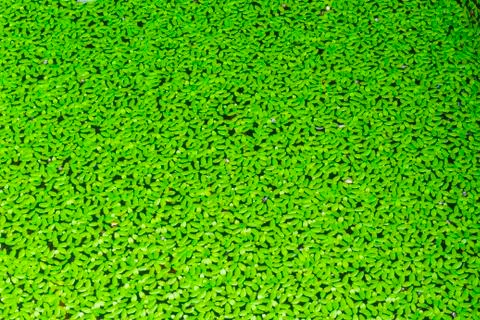 Duckweed covered on the water surface Stock Photos