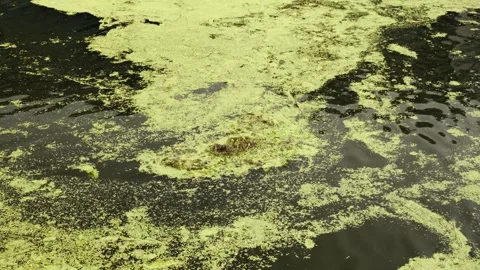 Duckweed covering surface of pond, creating environmental issues Stock Footage 312207904