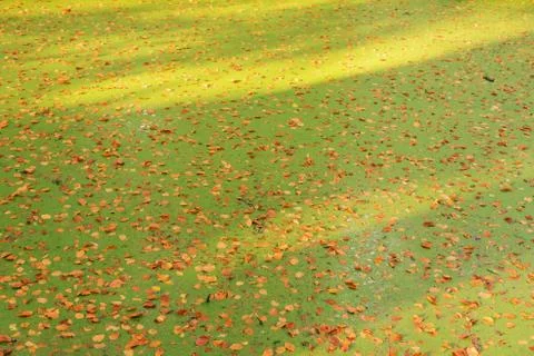 Duckweed ditch covered with autumn leaves. Stock Photos