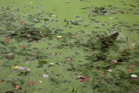 Duckweed, fallen leaves,algae Stock Photos