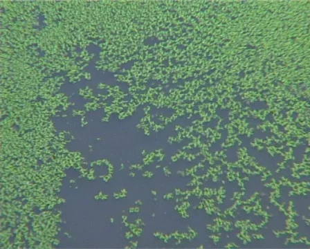Duckweed Floating On The Water 스톡 동영상 503214