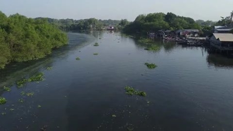 Duckweed flow at the dark river Stock Footage 150301851