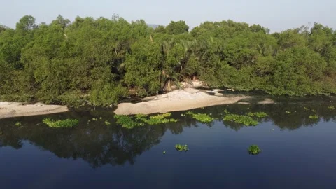 Duckweed flow on dirty river Stock Footage 149207717