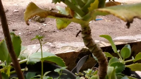 Duckweed flower Stock Footage 327121527
