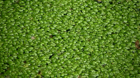 Duckweed Stock Footage 857400