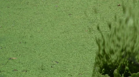 Duckweed Stockbeeldmateriaal 11240183