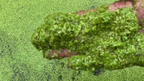 Duckweed as a future food Stock Footage 202159666