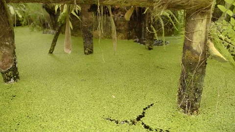 Duckweed Growing on a Small Pond Stock Footage 105820452