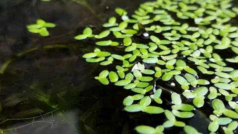 Duckweed (Lemna minor) floating on calm pond water surface Stock Footage 337541493