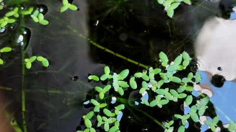 Duckweed (Lemna minor) floating on calm pond water surface 스톡 동영상 337541507