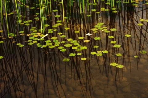 Duckweed. Stock Photos